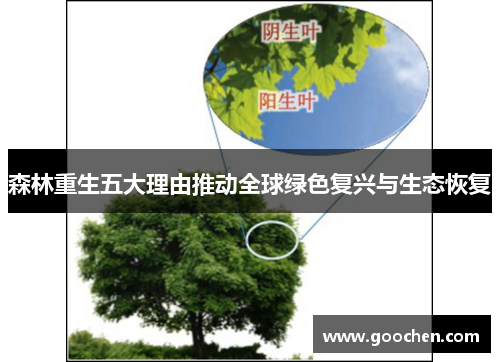 森林重生五大理由推动全球绿色复兴与生态恢复